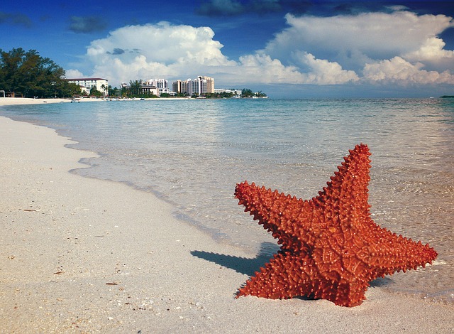 starfish-1122849_640