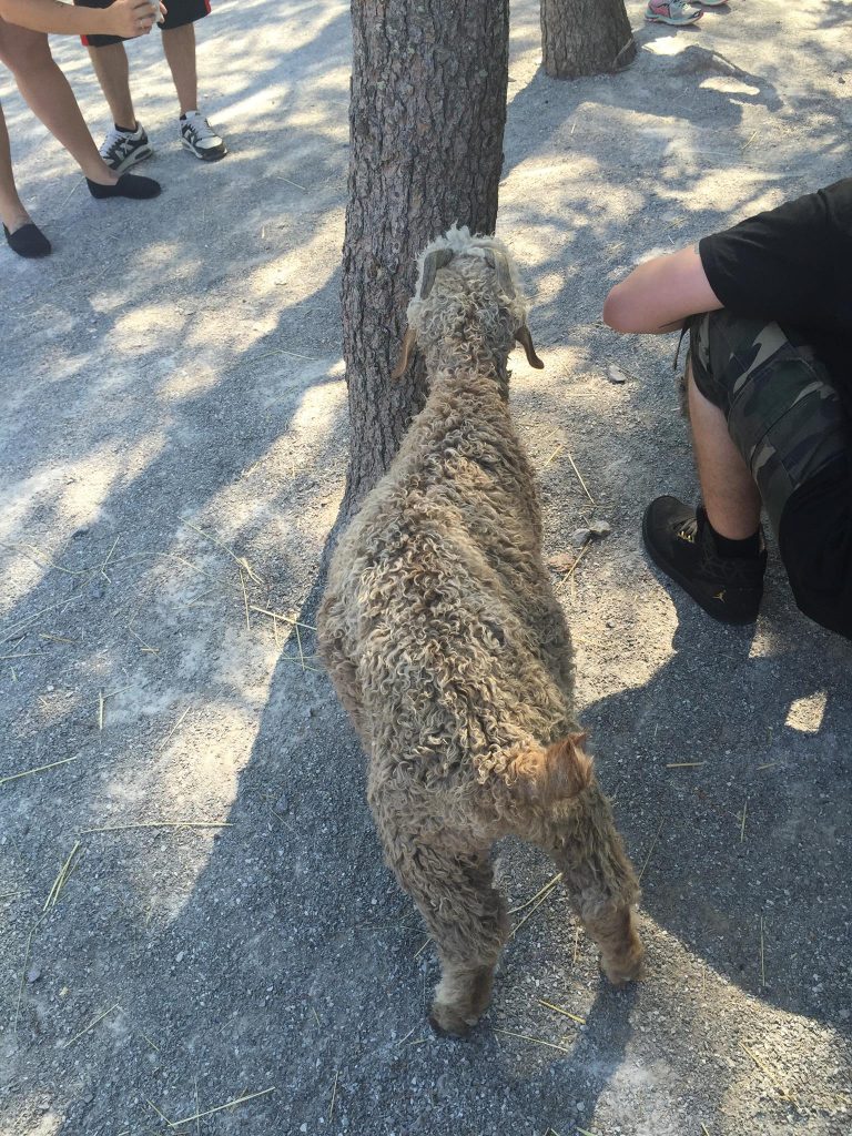 Kings Island Petting Zoo