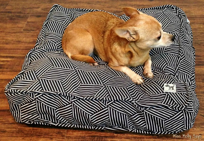 molly-mutt-rough-gem-petite-dog-bed-with-tan-chihuahua