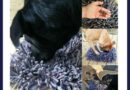 Wooly Snuffle Mat from PAW5 giveaway