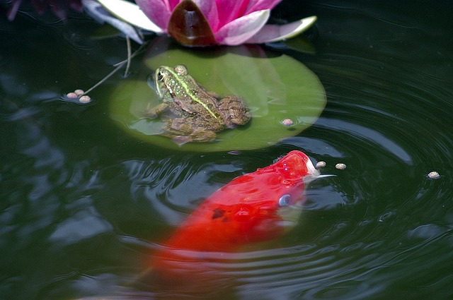 How to Pond and Care for Koi Fish - It's Free At Last