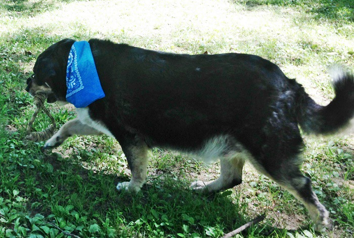 Australian Shepherd-Lab Mix playing with Training Friendly Rope and Tennis Ball Chew Toy