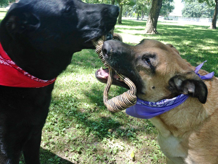 Dogs playing with Extra Large Rope Ball Dog Toy with Handle