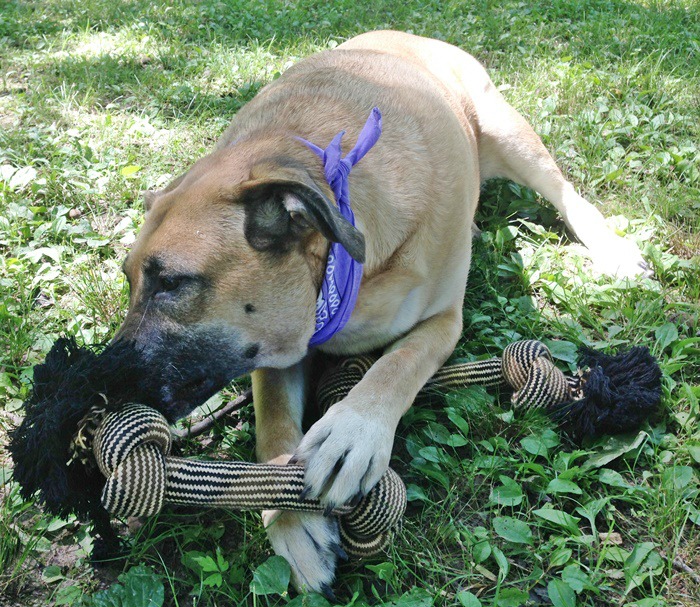 German Shepherd-Lab Mix playing with Monster Size Quadruple Knot Dog Rope Chew Toy