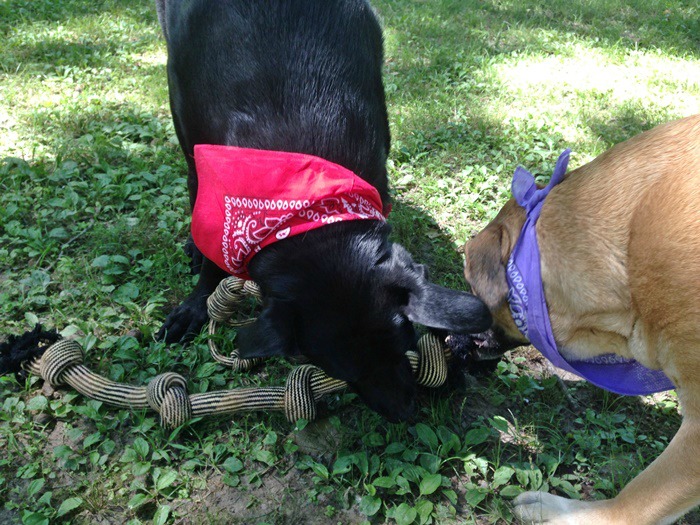 German Shepherd-Lab Mixes playing with Mav4Life Dog Toys