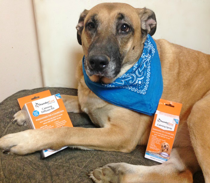ThunderEase Calming products with dog