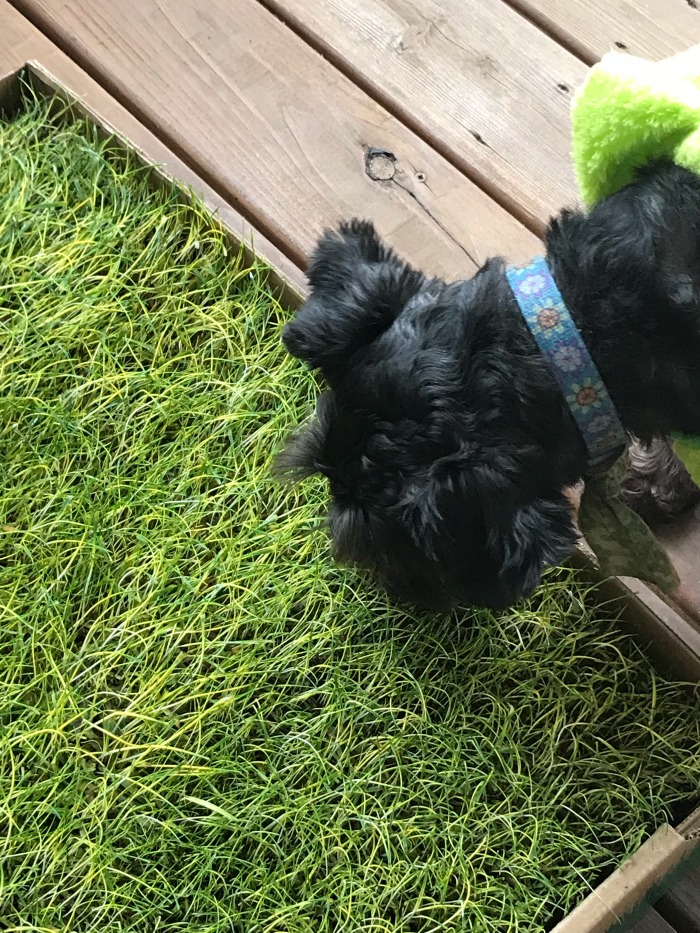 Fresh Patch Real Grass is the Perfect Potty Place for Small Spaces