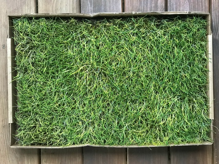 Fresh Patch Real Grass is the Perfect Potty Place for Small Spaces