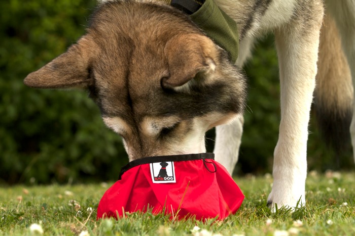 Rad Dog Collapsible Pocket Bowl