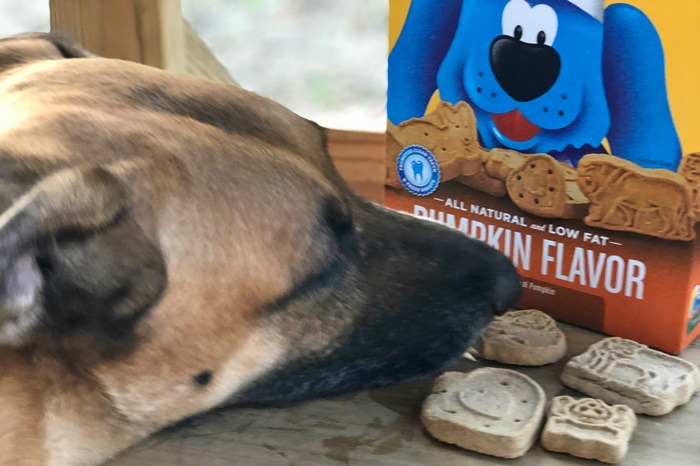 Blue dog hotsell bakery pumpkin