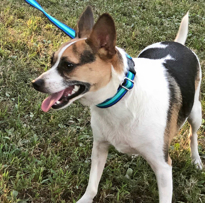 If It Barks Dresses Your Dog in Style with Durable Collars and Leashes