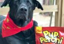 Pup-Peroni® Dog Treats are Woofalicious! #WOOFYEAH