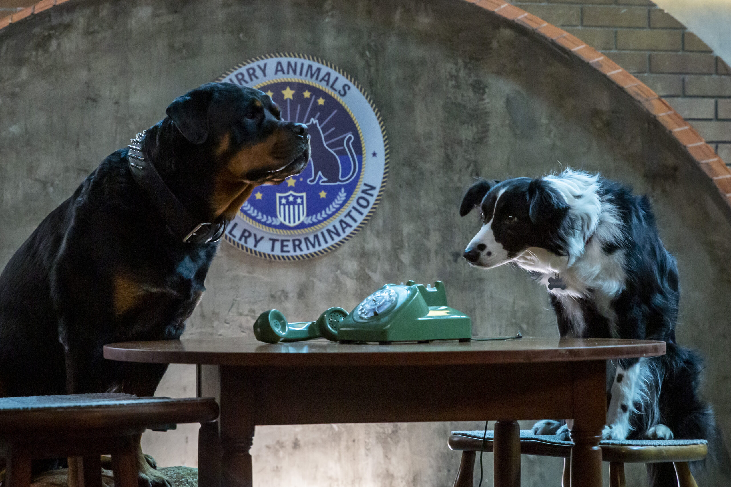 Cats & Dogs 3 Paws Unite! First Film Clip & Photos Revealed! On DVD