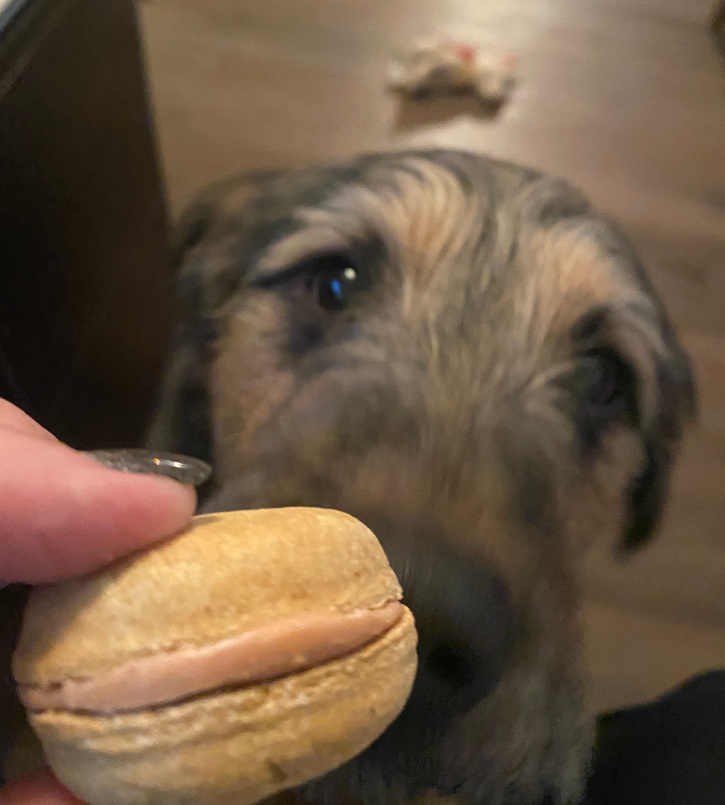 Dog Macaron Treats, Gourmet Dog Treats