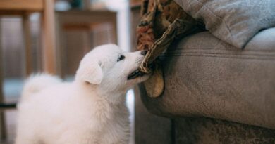 How To Stop Your Puppy Destroying Your Home