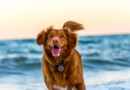 Zen Dog Basics: Practical Tips For Calming Your Hyped-Up Pooch